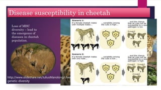 Disease susceptibility in cheetah
Loss of MHC
diversity – lead to
the emergence of
diseases in cheetah
population.
http://www.slideshare.net/JuliusManolong/cheetah-
genetic-diversity
 