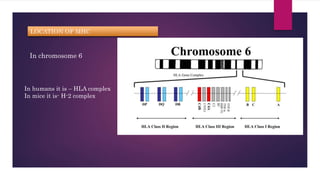 LOCATION OF MHC
In chromosome 6
In humans it is – HLA complex
In mice it is- H-2 complex
 