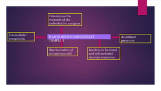 MAJOR HISTOCOMPATIBILTY
COMPLEX
Intercellular
recognition
Discrimination of
self and non-self
Involves in humoral
and cell mediated
immune responses
As antigen
presenter
Determines the
response of the
individual to antigens
 