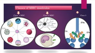 Classes of MHC moelcules
Class 1 MHC Class 2 MHC Class 3
MHC
 