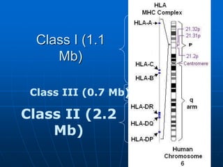 Class I (1.1
Mb)
Class II (2.2
Mb)
Class III (0.7 Mb)
Complement
& cytokines
 