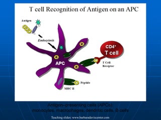 Teaching slides: www.barbaradaviscenter.com
Antigen–presenting cells (APCs):
monocytes, macrophages, dendritic cells, B cells
 