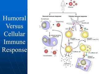 Humoral
Versus
Cellular
Immune
Response
 