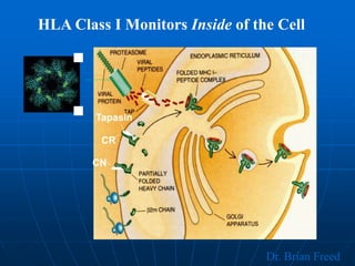 HLA Class I Monitors Inside of the Cell
CN
CR
Tapasin
Dr. Brian Freed
 