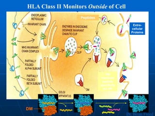 HLA Class II Monitors Outside of Cell
DM
monitors
peptide
specificity
for DR
Peptides
Extra-
cellular
Proteins
DM
Dr. Brian Freed
 