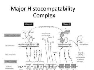1
Major Histocompatability
Complex
 