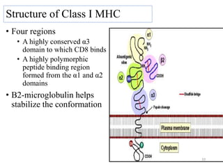 Structure of Class I MHC
• Four regions
• A highly conserved α3
domain to which CD8 binds
• A highly polymorphic
peptide binding region
formed from the α1 and α2
domains
• Β2-microglobulin helps
stabilize the conformation
10
 