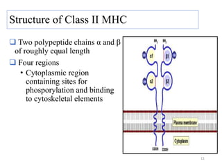 Structure of Class II MHC
 Two polypeptide chains α and β
of roughly equal length
 Four regions
• Cytoplasmic region
containing sites for
phosporylation and binding
to cytoskeletal elements
11
 