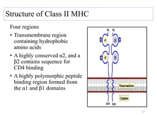 Structure of Class II MHC
Four regions
• Transmembrane region
containing hydrophobic
amino acids
• A highly conserved α2, and a
β2 contains sequence for
CD4 binding
• A highly polymorphic peptide
binding region formed from
the α1 and β1 domains
12
 