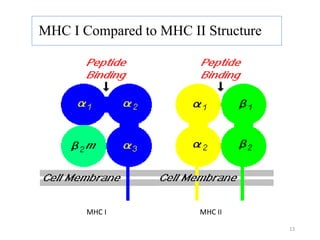 MHC I Compared to MHC II Structure
MHC I MHC II
13
 