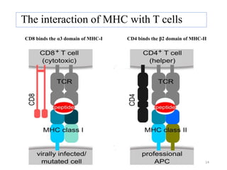 The interaction of MHC with T cells
CD8 binds the α3 domain of MHC-I CD4 binds the β2 domain of MHC-II
14
 