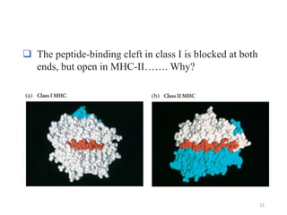 15
 The peptide-binding cleft in class I is blocked at both
ends, but open in MHC-II……. Why?
 