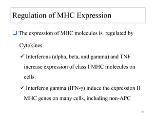 Regulation of MHC Expression
 The expression of MHC molecules is regulated by
Cytokines
 Interferons (alpha, beta, and gamma) and TNF
increase expression of class I MHC molecules on
cells.
 Interferon gamma (IFN-γ) induce the expression II
MHC genes on many cells, including non-APC
20
 