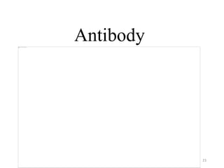 Antibody
Antibody
23
 