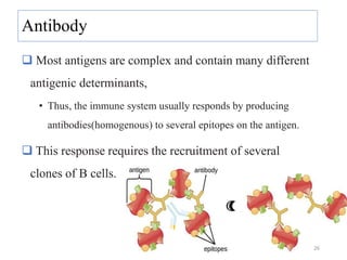 Antibody
 Most antigens are complex and contain many different
antigenic determinants,
• Thus, the immune system usually responds by producing
antibodies(homogenous) to several epitopes on the antigen.
 This response requires the recruitment of several
clones of B cells.
26
 