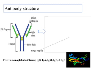 Antibody structure
29
Hinge region
Five Immunoglobulin Classes; IgG, IgA, IgM, IgD, & IgE
 