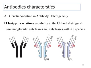 Antibodies characterstics
A. Genetic Variation in Antibody Heterogeneity
 Isotypic variation- variability in the CH and distinguish
immunoglobulin subclasses and subclasses within a species
30
 