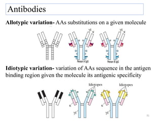 31
Allotypic variation- AAs substitutions on a given molecule
Idiotypic variation- variation of AAs sequence in the antigen
binding region given the molecule its antigenic specificity
Antibodies
 