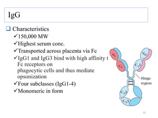 IgG
 Characteristics
150,000 MW
Highest serum conc.
Transported across placenta via Fc
IgG1 and IgG3 bind with high affinity to
Fc receptors on
phagocytic cells and thus mediate
opsonization
Four subclasses (IgG1-4)
Monomeric in form
35
 