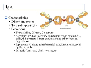 IgA
 Characteristics
• Dimer, monomer
• Two subtypes (1,2)
• Secretions
• Tears, Saliva, GI tract, Colostrum
• Secretory IgA has Secretory component made by epithelial
cells, that protects it from enzymatic and other chemical
degradation
• It prevents viral and some bacterial attachment to mucosal
epithelial cells
• Dimeric form has J chain - connects
36
 