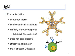 IgM
 Characteristics
 Pentameric form
 Soluble and cell associated
 Primary antibody response
• Role in Lab Diagnostics, RBC
 Does not pass placenta
 Effective agglutinator
 Most efficient C’ fixation
37
B
IgM
IgD
 