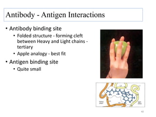 Antibody - Antigen Interactions
• Antibody binding site
• Folded structure - forming cleft
between Heavy and Light chains -
tertiary
• Apple analogy - best fit
• Antigen binding site
• Quite small
40
 