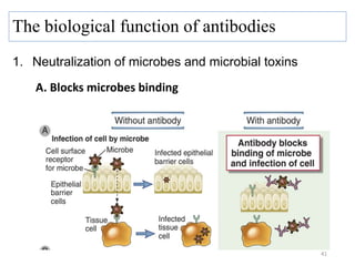 1. Neutralization of microbes and microbial toxins
A. Blocks microbes binding
41
The biological function of antibodies
 