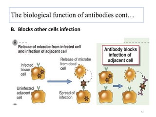 B. Blocks other cells infection
42
The biological function of antibodies cont…
 