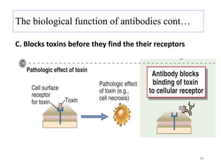 C. Blocks toxins before they find the their receptors
43
The biological function of antibodies cont…
 