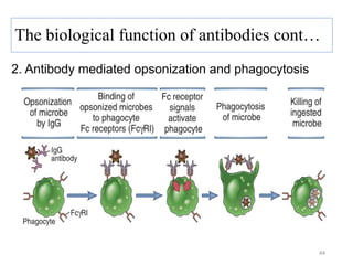 2. Antibody mediated opsonization and phagocytosis
44
The biological function of antibodies cont…
 