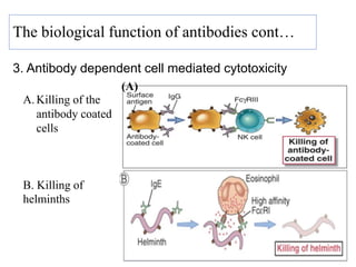 3. Antibody dependent cell mediated cytotoxicity
45
The biological function of antibodies cont…
(A)
A. Killing of the
antibody coated
cells
B. Killing of
helminths
 