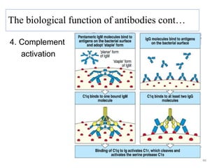 4. Complement
activation
46
The biological function of antibodies cont…
 