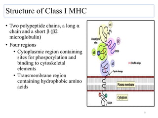 Structure of Class I MHC
• Two polypeptide chains, a long α
chain and a short β (β2
microglobulin)
• Four regions
• Cytoplasmic region containing
sites for phosporylation and
binding to cytoskeletal
elements
• Transmembrane region
containing hydrophobic amino
acids
9
 