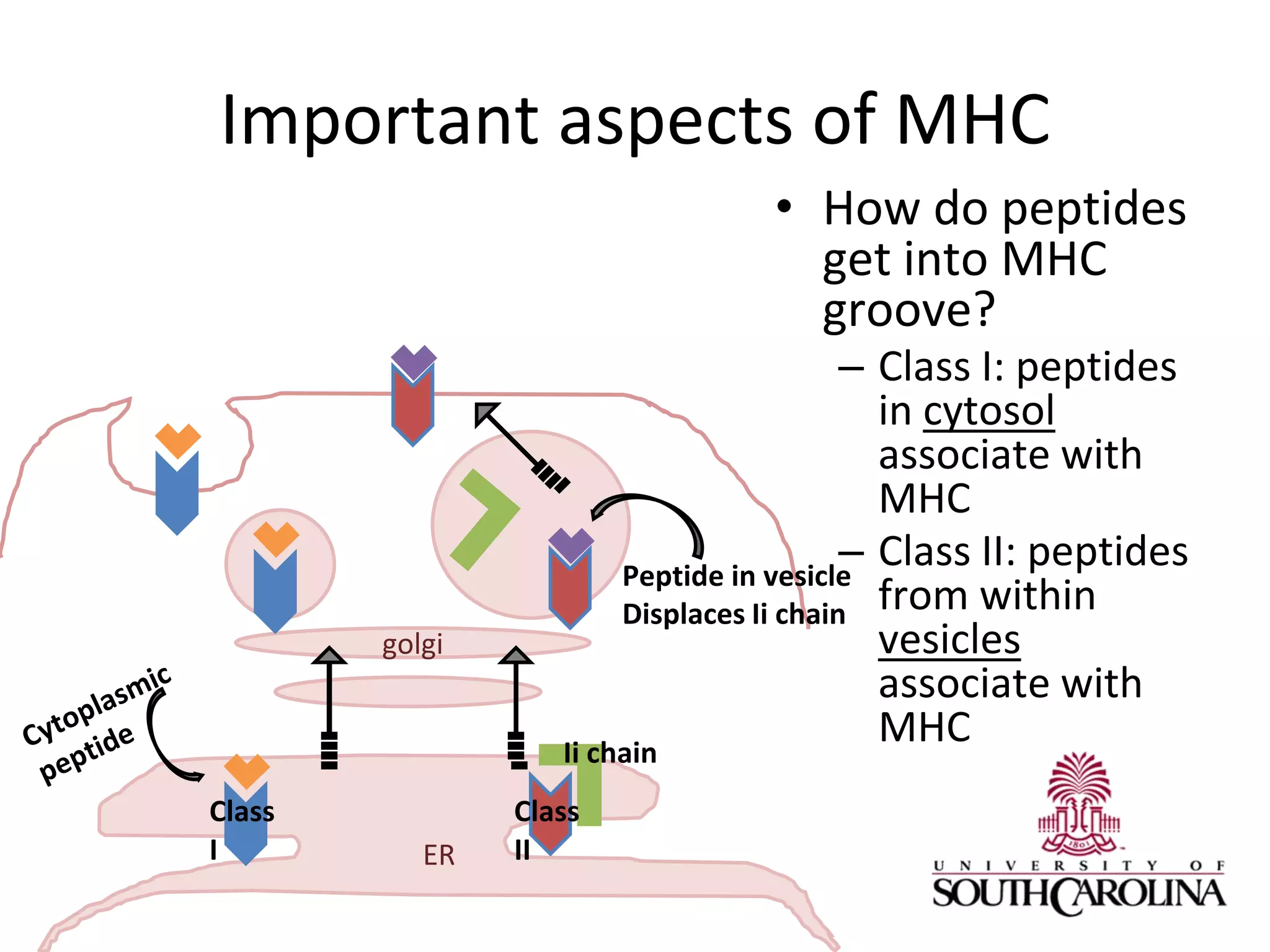Important aspects of MHC
• How do peptides
get into MHC
groove?
– Class I: peptides
in cytosol
associate with
MHC
– Class II: peptides
from within
vesicles
associate with
MHC
golgi
ER
Class
I
Class
II
Ii chain
Peptide in vesicle
Displaces Ii chain
 