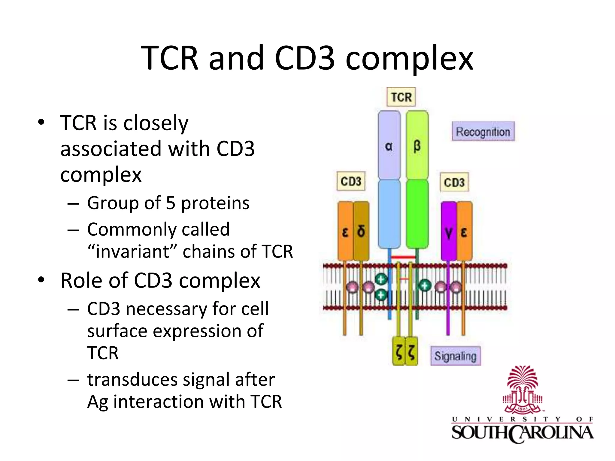 TCR and CD3 complex
• TCR is closely
associated with CD3
complex
– Group of 5 proteins
– Commonly called
“invariant” chains of TCR
• Role of CD3 complex
– CD3 necessary for cell
surface expression of
TCR
– transduces signal after
Ag interaction with TCR
 