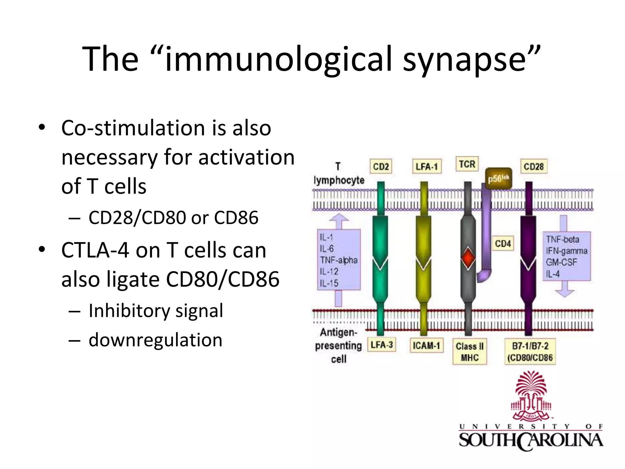 The “immunological synapse”
• Co-stimulation is also
necessary for activation
of T cells
– CD28/CD80 or CD86
• CTLA-4 on T cells can
also ligate CD80/CD86
– Inhibitory signal
– downregulation
 