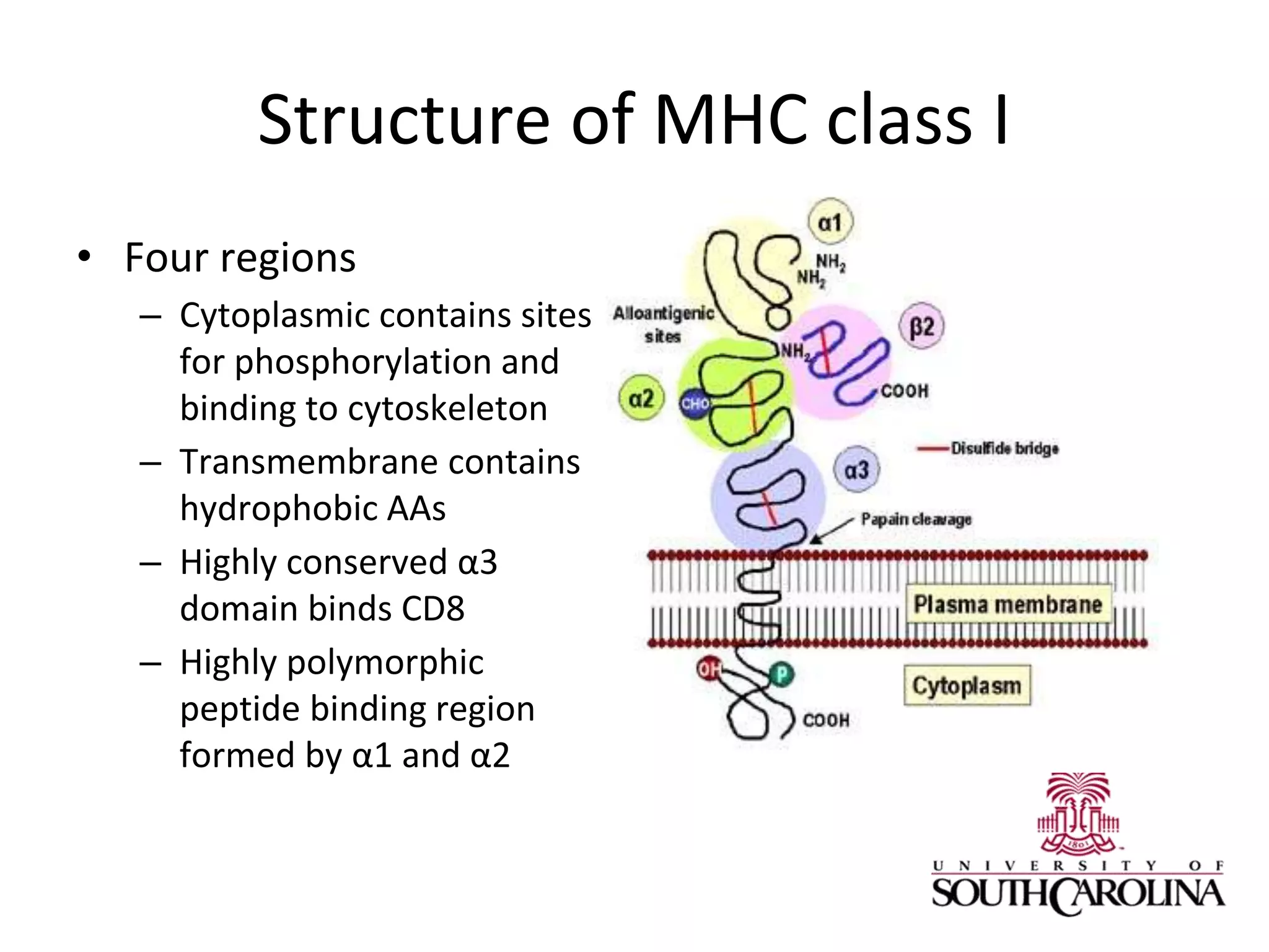 Structure of MHC class I
• Four regions
– Cytoplasmic contains sites
for phosphorylation and
binding to cytoskeleton
– Transmembrane contains
hydrophobic AAs
– Highly conserved α3
domain binds CD8
– Highly polymorphic
peptide binding region
formed by α1 and α2
 