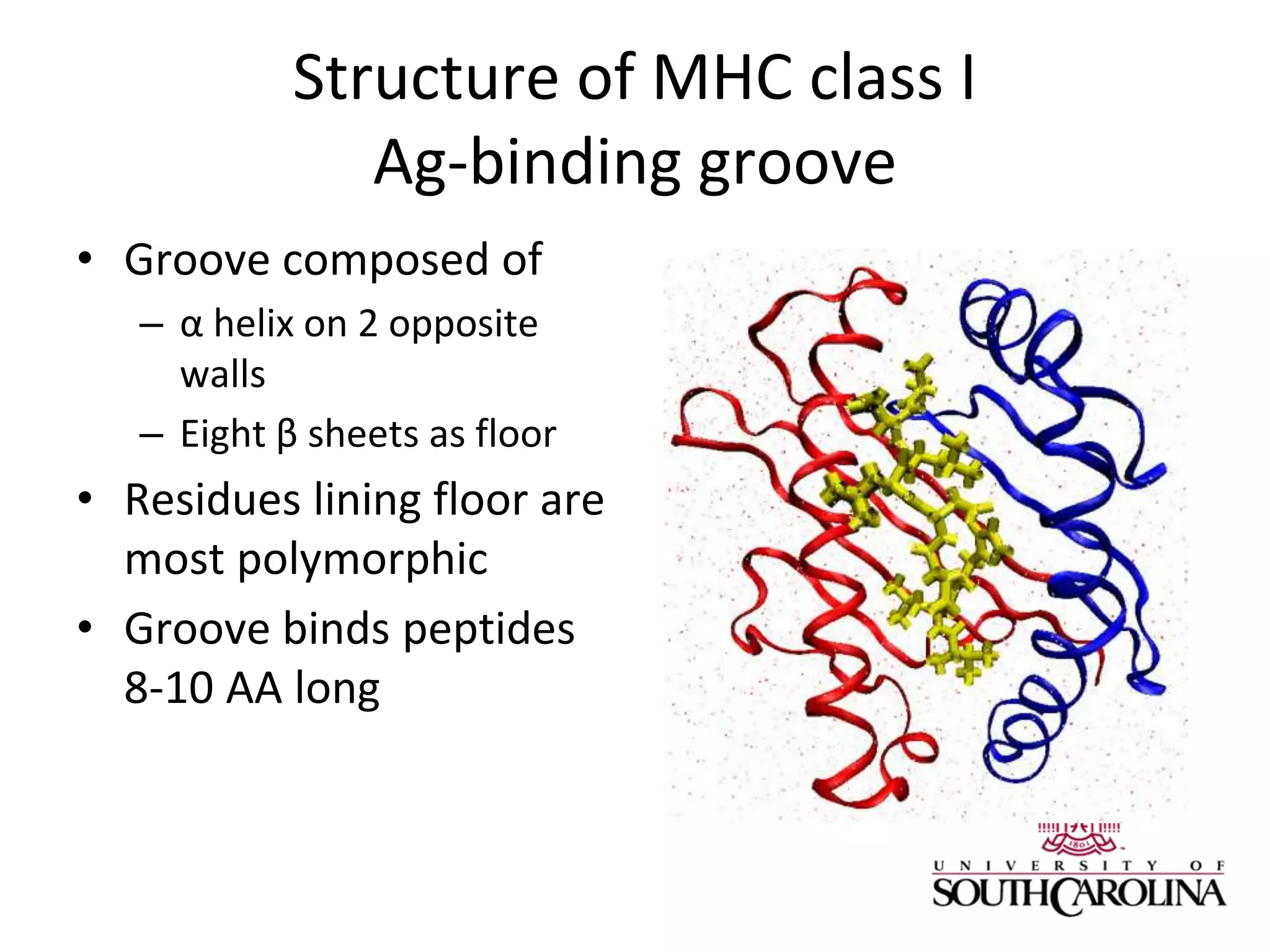Structure of MHC class I
Ag-binding groove
• Groove composed of
– α helix on 2 opposite
walls
– Eight β sheets as floor
• Residues lining floor are
most polymorphic
• Groove binds peptides
8-10 AA long
 