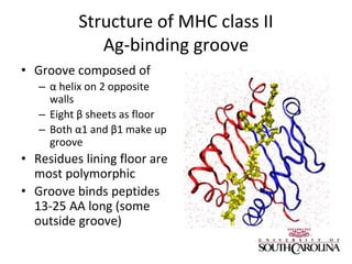 Structure of MHC class II
Ag-binding groove
• Groove composed of
– α helix on 2 opposite
walls
– Eight β sheets as floor
– Both α1 and β1 make up
groove
• Residues lining floor are
most polymorphic
• Groove binds peptides
13-25 AA long (some
outside groove)
 