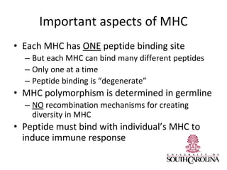 Important aspects of MHC
• Each MHC has ONE peptide binding site
– But each MHC can bind many different peptides
– Only one at a time
– Peptide binding is “degenerate”
• MHC polymorphism is determined in germline
– NO recombination mechanisms for creating
diversity in MHC
• Peptide must bind with individual’s MHC to
induce immune response
 