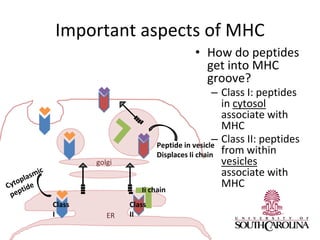 Important aspects of MHC
• How do peptides
get into MHC
groove?
– Class I: peptides
in cytosol
associate with
MHC
– Class II: peptides
from within
vesicles
associate with
MHC
golgi
ER
Class
I
Class
II
Ii chain
Peptide in vesicle
Displaces Ii chain
 