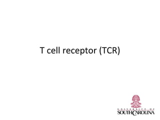 T cell receptor (TCR)
 