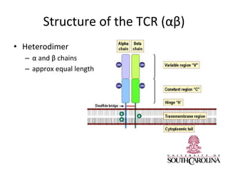 Structure of the TCR (αβ)
• Heterodimer
– α and β chains
– approx equal length
 
