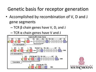 Genetic basis for receptor generation
• Accomplished by recombination of V, D and J
gene segments
– TCR β chain genes have V, D, and J
– TCR α chain genes have V and J
 