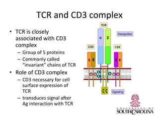 TCR and CD3 complex
• TCR is closely
associated with CD3
complex
– Group of 5 proteins
– Commonly called
“invariant” chains of TCR
• Role of CD3 complex
– CD3 necessary for cell
surface expression of
TCR
– transduces signal after
Ag interaction with TCR
 