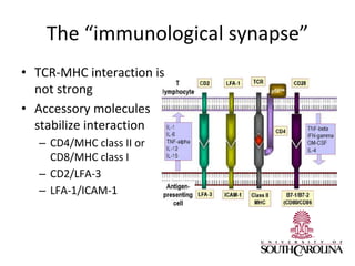 The “immunological synapse”
• TCR-MHC interaction is
not strong
• Accessory molecules
stabilize interaction
– CD4/MHC class II or
CD8/MHC class I
– CD2/LFA-3
– LFA-1/ICAM-1
 