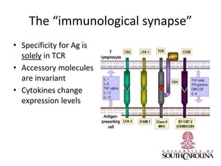 The “immunological synapse”
• Specificity for Ag is
solely in TCR
• Accessory molecules
are invariant
• Cytokines change
expression levels
 