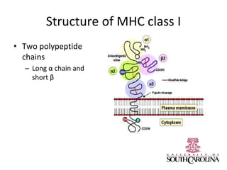 Structure of MHC class I
• Two polypeptide
chains
– Long α chain and
short β
 