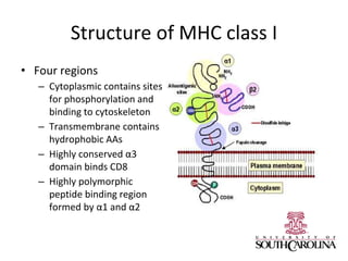 Structure of MHC class I
• Four regions
– Cytoplasmic contains sites
for phosphorylation and
binding to cytoskeleton
– Transmembrane contains
hydrophobic AAs
– Highly conserved α3
domain binds CD8
– Highly polymorphic
peptide binding region
formed by α1 and α2
 