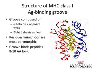 Structure of MHC class I
Ag-binding groove
• Groove composed of
– α helix on 2 opposite
walls
– Eight β sheets as floor
• Residues lining floor are
most polymorphic
• Groove binds peptides
8-10 AA long
 